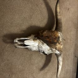 Cow Skull W Antlers And Skin On 1/2 Face 