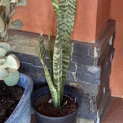 Snake Plant