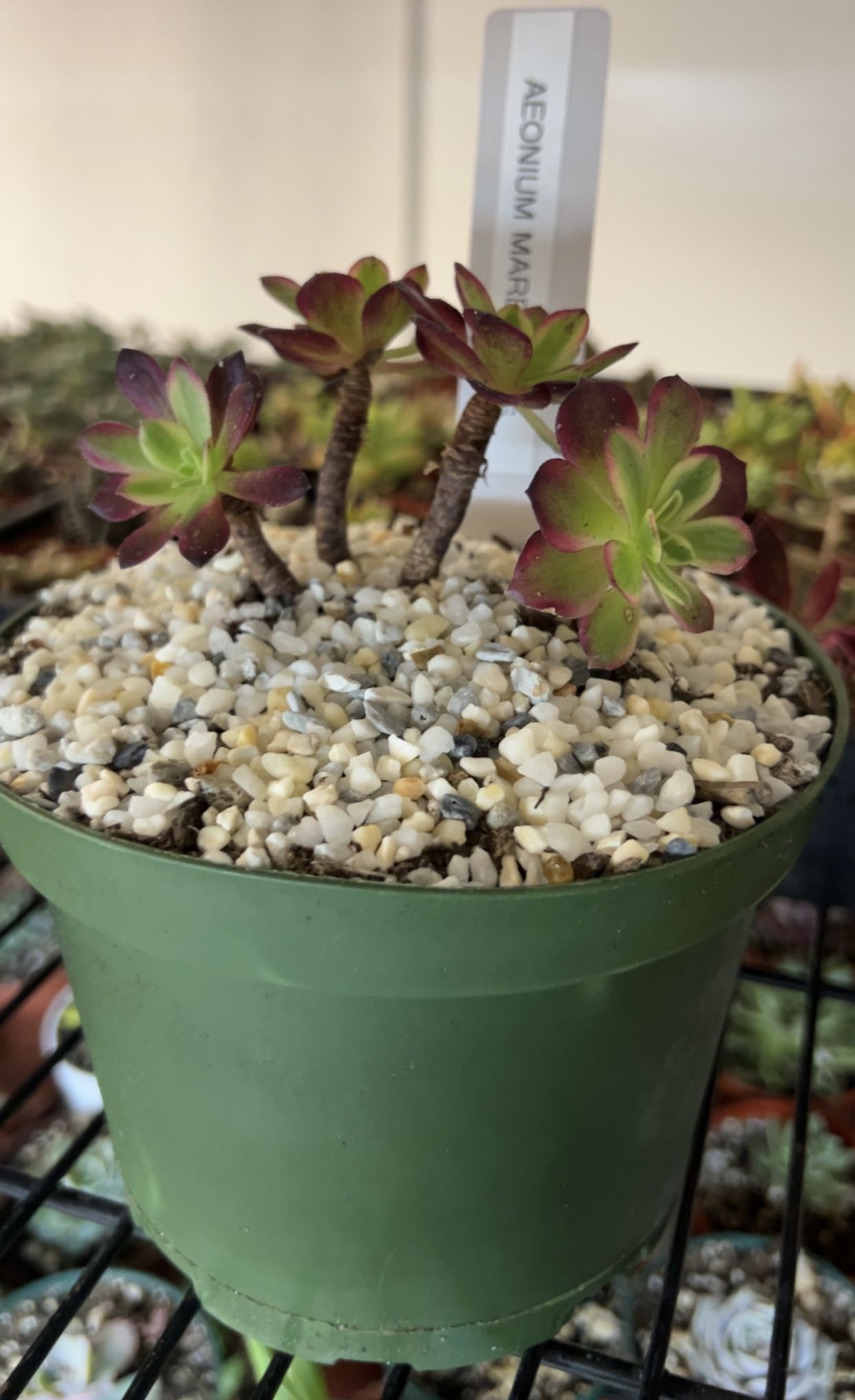 Aeonium Mardi Gras Succulent Plant