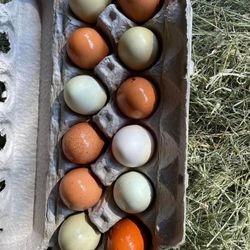 Organically Fed Chicken Eggs 