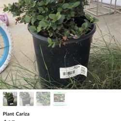 Plant Caritza