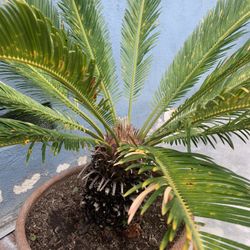 Sago Palm