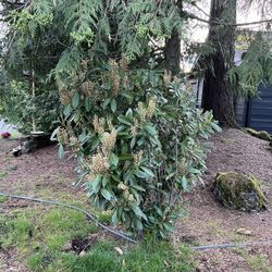 English Laurel 4 ft