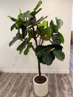 Artificial fiddle leaf plant