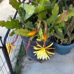 Matas De Flores Tiene Como 8 Matas En La Misma Madera Todo Por 