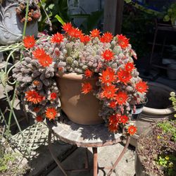 Echinopsis Plant  For Sale