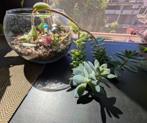 Succulent plant in glass bowl (6" widest, 4.75" tall)