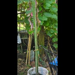 Africa Milk Tree
