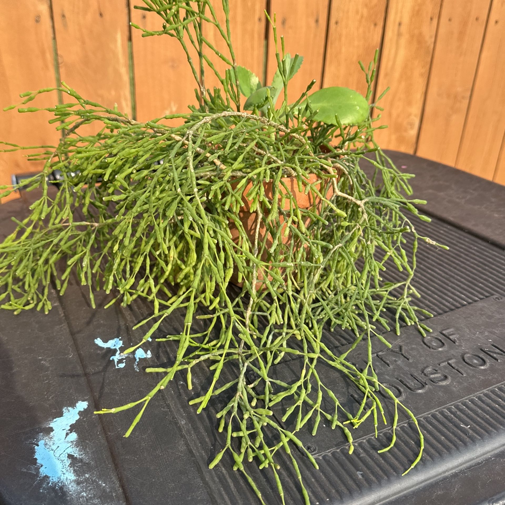 Rhipsalis Plant