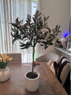 Pottery Barn olive tree
