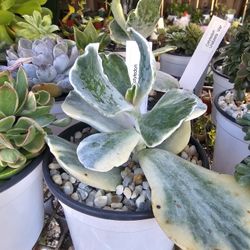 Succulent  Plants Korean Imported Cotyledon Undulata var