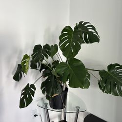 Monstera & N’Joy