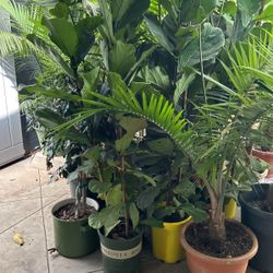Fiddle Leaf Tree 