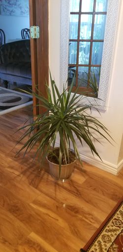 Delray Plants Dracaena Marginata Bush Madagascar Dragon Tree Easy to Grow Live House Plant,