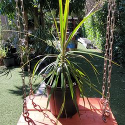 $8 dracaena plant 