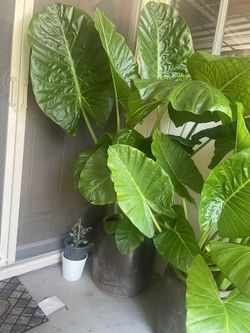 Big Plants