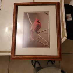 Parakeet