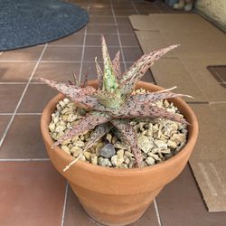 Pink Blush Aloe Succulent