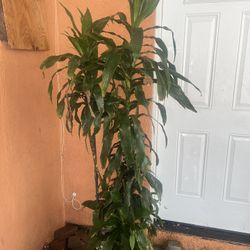 Vendo Plantas Diferentes Y Tamanos 