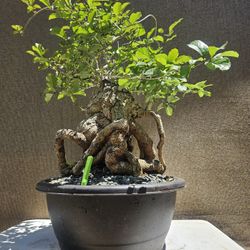 Old Chinese Fringe Bonsai Tree ( Chionanthus Retusus Tree ) _