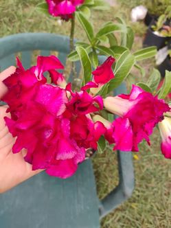 Desert 🏜️ Rose plant