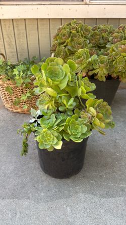 Succulents