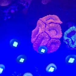 Ornamental Corals For Sale In Lake Worth Beach F.L. 