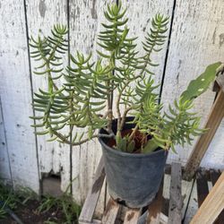 Succulent 