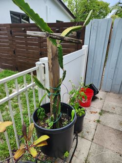 DragonFruit plant