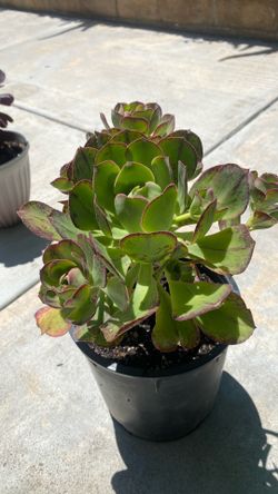 Plant/ Aeonium Red Fuji