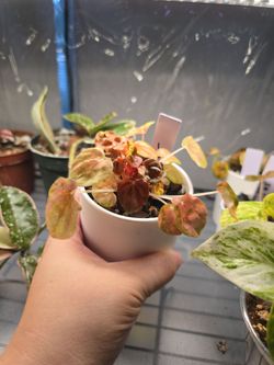 Peperomia Carnival
