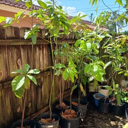 Avocado Tree