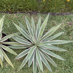 Agave Plants  (believe it is Angustifolia Caribbean Agave / Century Plant)