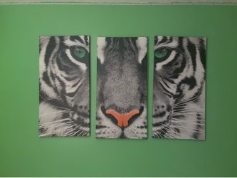 Tiger Picture