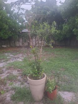 5 1/2 Foot Ponkan tangerine tree