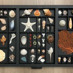 Vintage Hamilton printer’s tray With Seashells