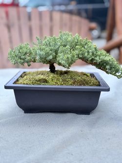 Juniper Bonsai