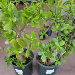 Jade Plants In 5gal Pot Over 3ft Tall Only $13 Each