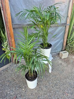 Cat Palm Plants 10" Nursery Pot $13each / 2for $25