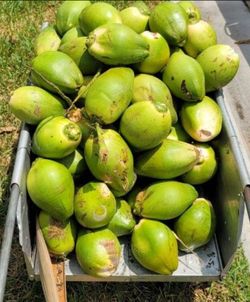 Fresh Jelly Coconuts 🥥 😋 😍 😌 Wholesale $3.50 each