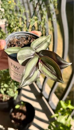 Tradescantia Zebrina Starter Plant