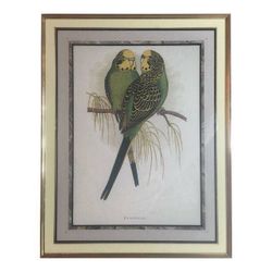 Budgerigar Parakeet Lovebird Print