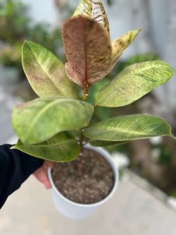 Ficus elastica 'Shivereana' ( Moonshine Rubber Tree)