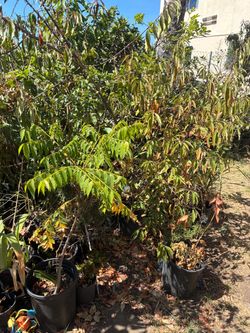 Plants moving sale