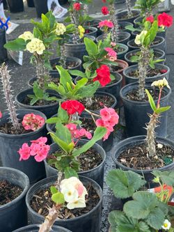 Crown of thorns euphorbia Milli Corona de Cristo