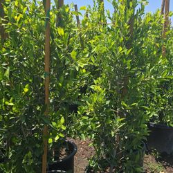 Ficus Nitida Hedge Or Private 