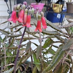 Mother Of Thousands Plant