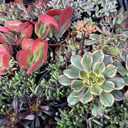 Premium 4 Inch Succulents.  $2 each