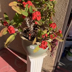 Beautiful 2 Plants With Ceramic Pot 100& Or 60