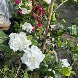 Gardenia Plant 